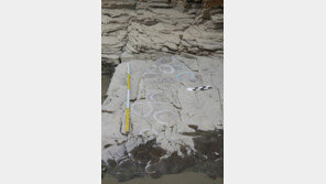 1억년 전 공룡발자국 발견, 국보 ‘반구대 암각화’에 초식공룡 발자국