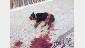 로트와일러 전기톱 살해 무죄 ‘맹수 정당방위vs동물 학대’ 반응 엇갈려