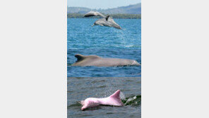 혹등 돌고래 발견 “신종 분홍색 돌고래 포착!”