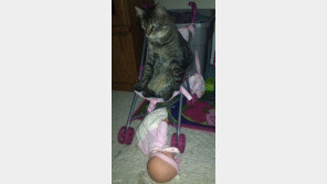 아기 인형과 싸운 고양이, 카리스마 눈빛 사람 잡겠네~