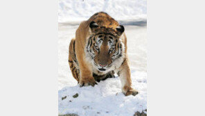 호랑이의 시력이 이정도?…밤에 만나면 ‘오싹’