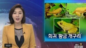 황금개구리 발견, 3만분의 1 확률로 발견되는 희귀종