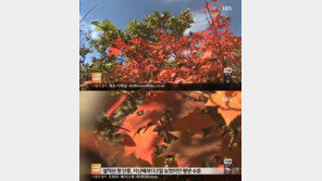 남자들 가을 타는 이유? 알고보니 ‘남성호르몬’ 때문
