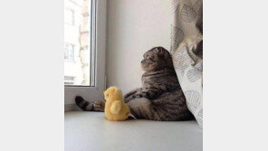 다 내려놓은 고양이, “병아리 인형은 뭐지?”