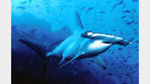 신종 귀상어 발견 “머리모양이 망치 닯아서 일명 망치상어”