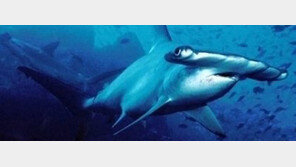 ‘신종 귀상어’ 발견…망치 닮은 독특한 모양 ‘눈길’