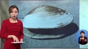 507살 조개 누가 죽였나? 연구팀이 여는 바람에…
