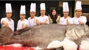 초대형 우럭바리, ‘300kg-2.5m’...800명 먹을 수 있는 크기