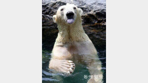 화나면 무서운 동물들 “이렇게 귀여운데 성격은 반전!”