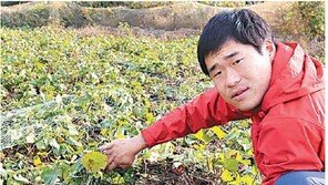 이웃 섬에서 헤엄쳐 건너온 멧돼지들에… 공포에 질린 섬마을