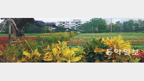 화학비료 없어 지렁이로… 쿠바를 ‘유기농 본산’ 만들다