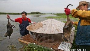 몸길이 1m ‘괴물쥐’ 뉴트리아, ‘청정 지역’ 제주도서도 발견