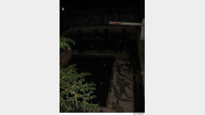 밤에 본 악어 떼, 어둠속에서 눈빛이 번쩍번쩍…등골 ‘오싹’