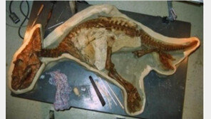 아기공룡 화석 발견, 급류에 휩쓸려 사망…나이는 3살 추정