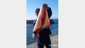 [휴지통]1m짜리 오징어가 해안에… “심봤다”