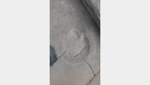 반구대 암각화 공룡 발자국 81개 발견…초식-육식 종류도 다양