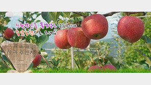 껍질째 먹는 사과! 건강함이 살아 숨쉬는 ‘용암농원 얼음골사과’