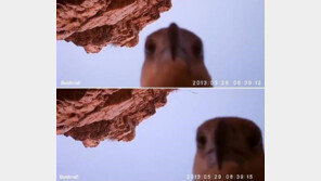 ‘호기심 많은 독수리 셀카’, 얼짱 각도에 깜찍 표정…‘폭소’