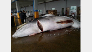 울산 앞바다 밍크고래 혼획, 크기가 무려 7.5m…‘거대한 크기’
