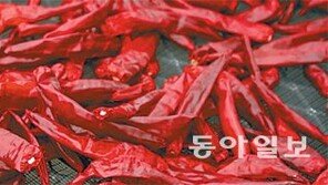 [Lifestyle]차광고추-우리맛닭 미래 살릴 ‘황금알’로 떠오르다