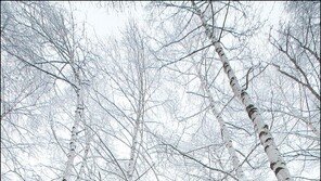 [Feeling]러시아문학의 한 장면 같은 자작나무 숲… 거기 설국이 펼쳐졌다