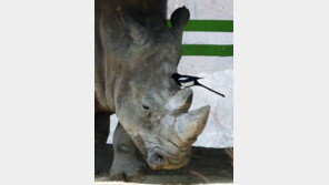 화나면 무서운 동물들? 울버린, 코뿔소, 북극금…