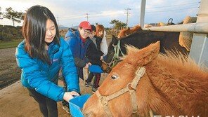 [제주]“조랑말들아, 많이 먹어”