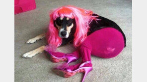 수모를 겪은 개, ‘레이디 가가 저리가라’…무슨 일이?