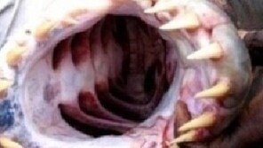 아르헨티나 식인 물고기, 피서객 70여 명 부상…“손·발가락 잘려” 끔찍