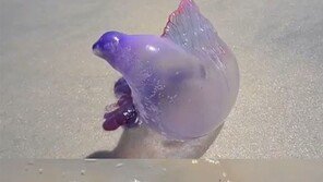 보라색 해양 생명체, 풍선껌 같은 반투명 물체…정체는?