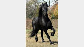 靑馬는 실제로 있다? 없다?