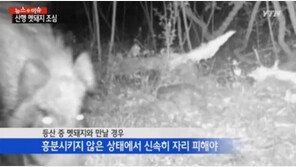 멧돼지와 맞닥뜨렸을 때, “눈 피하지 말고 침착해야…”