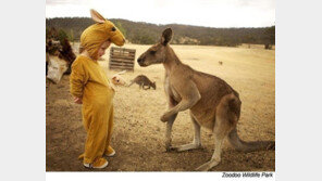 혼란에 빠진 캥거루, 캥거루 옷 입은 아이에 ‘멍’…‘내 아들인가?’