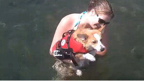 다리가 짧아서 슬픈 개 ‘웰시코기’ 점프 영상 인기