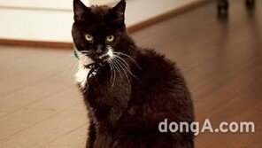 고양이 눈에 비친 주인은…‘몸집 크고 공격성 없는 고양이’