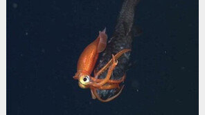 오징어 사냥, 자신보다 2배 큰 물고기를 휘감아…‘오싹한 공포’