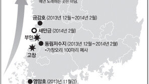 ‘AI 철새’를 어쩌나… 가창오리떼 북상하는 3월이 고비