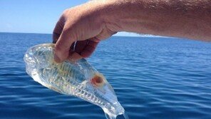 투명인간닮은 물고기, 투명한 몸통에 자기복제까지…“이게 가능해?”