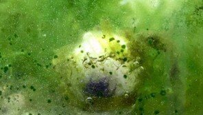 전세계 딱 1종… 어린 물거미 동면장면 첫 포착