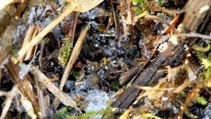 ‘겨울잠 자는 물거미’ 국내 최초 포착…“동면방식 독특해”