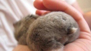 ‘토실토실’ 햄스터 엉덩이… “찰싹~ 때리고 싶은 뒷모습”