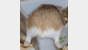 토실토실 햄스터 엉덩이, 숨막히는 뒷태 ‘귀여워’
