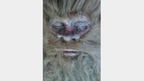 ‘전설의 설인’ 빅풋 진위 논란…키 2m 44-무게 363kg