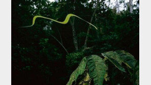 하늘 나는 뱀의 비밀, “기어 다니기 싫은 귀차니즘의 종결?”