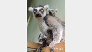 [휴지통]멸종위기 ‘마다가스카’ 원숭이 쌍둥이 낳았어요