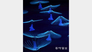 [소치]소치 드라마 스타트