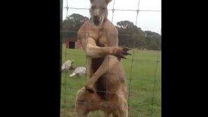 근육 자랑 캥거루, ‘한 대 맞으면 뼈도 못 추릴 듯’