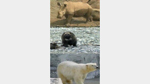 화나면 무서운 동물들, ‘잘못 건드렸다간…꽥!’