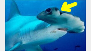 450kg 희귀 귀상어, 낚시 대회에서 잡혀 ‘길이 4m’