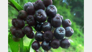 [헬스&뷰티]100% 천연재료 감기약으로 기관지 건강 지킨다